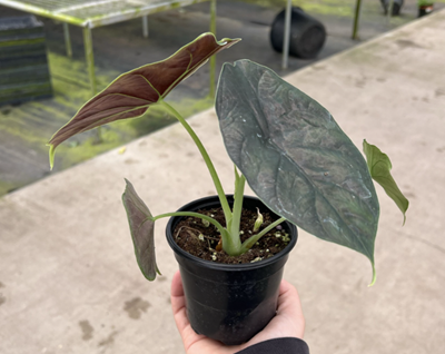 4" Alocasia Green Unicorn